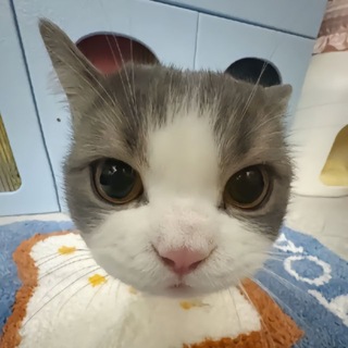 Telegram group profile photo for Trò Chuyện Cùng pHê