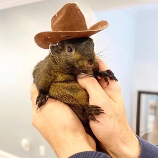 Telegram profile photo for $PNUT ETH Portal