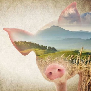 Telegram profile photo for Свиньи кф