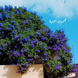 Telegram profile photo for همسات إيجابية 🌷🦋