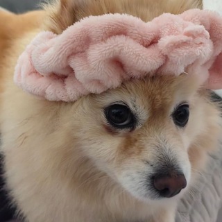 Telegram profile photo for Няшки вкусняшки || #няша цветки сакуры/солнечные призраки