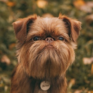 Telegram profile photo for JARED THE GRIFF