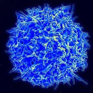 Telegram profile photo for Curar el Cáncer y Enfermedades Degenerativas @wonderboy101