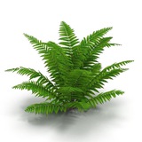 Telegram profile photo for radioactive fern.