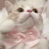 Telegram profile photo for HYEONGJUN 🎀