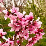 Telegram profile photo for انرژی مثبت و موفقیت
