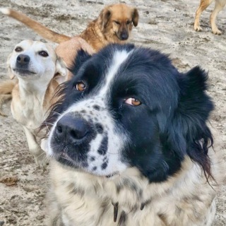 Telegram profile photo for Помогаем Животным