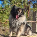 Telegram profile photo for медведь