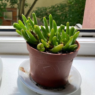 Telegram group profile photo for 🌴Share your plants! - Weimar