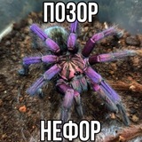 Telegram profile photo for дарион шизует