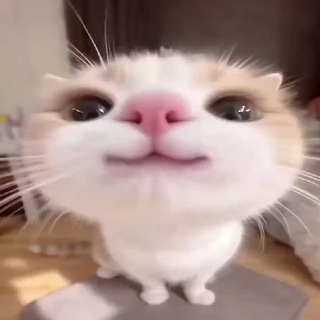 Telegram profile photo for Канал Wintex