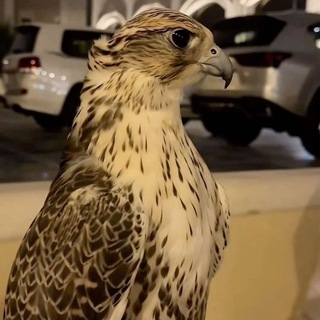 Telegram profile photo for ُ