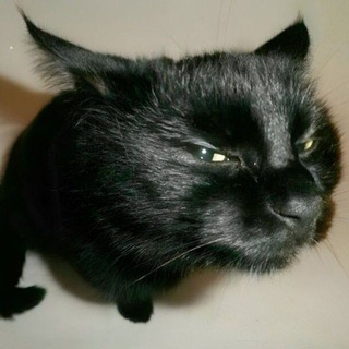 Telegram profile photo for могила котёнка