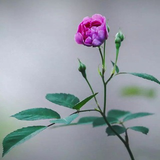 Telegram profile photo for Token 2028
