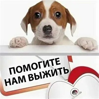 Telegram profile photo for Помощь бездомным животным Бишкек🐣