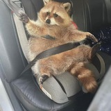 Telegram profile photo for инфо енота‼️🦝