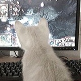 Telegram profile photo for archive