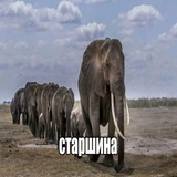Telegram profile photo for kokontxt