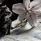 Telegram profile photo for линаилс