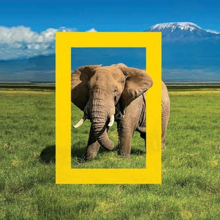 Telegram profile photo for National Geographic 🖼