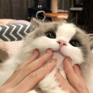Telegram group profile photo for 见过凌晨三点半的猫窝吗