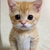 Telegram profile photo for КОТЯТА ПОЯСНЯЮТ