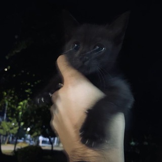 Telegram profile photo for Дед пихто