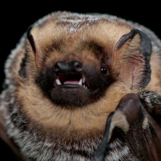 Telegram profile photo for Bat's Deposit