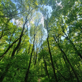 Telegram profile photo for Herbalism and natural cures
