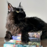 Telegram profile photo for 🐈⬛ Читающие котики 🐈