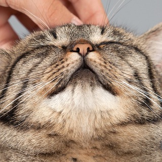 Telegram profile photo for 🐈 Котики 🐈⬛