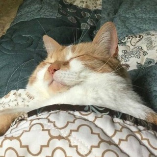 Telegram profile photo for котеночек носиком клюет