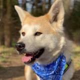 Telegram profile photo for Лохматый патруль//инфо