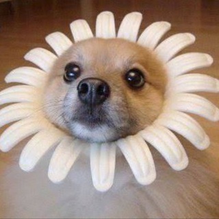 Telegram profile photo for Dog $OR Flower Portal