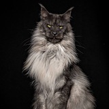 Telegram profile photo for bro is majestic CTO (portal)