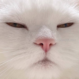 Telegram profile photo for Украл-показал