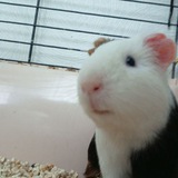 Telegram profile photo for ПЕРСИКИ