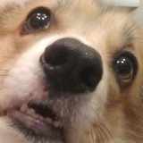 Telegram profile photo for Корги и прочие жизненные неприятности