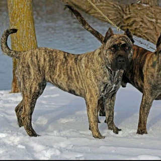 Telegram profile photo for Beast Master Kennel Presa Canario