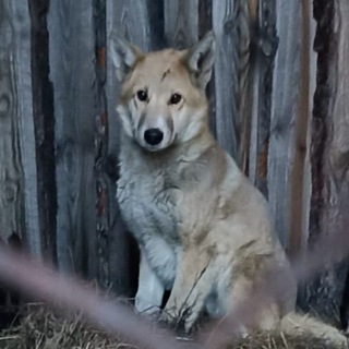 Telegram profile photo for Собаки из ЦАСС галерея фото•Собаки•Приют