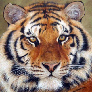 Telegram profile photo for Trifon's Channel