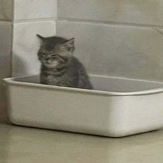 Telegram profile photo for котики как смысл жизни