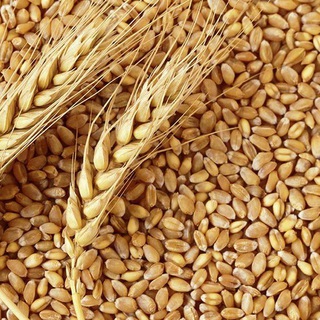 Telegram group profile photo for Wheat🌾 market