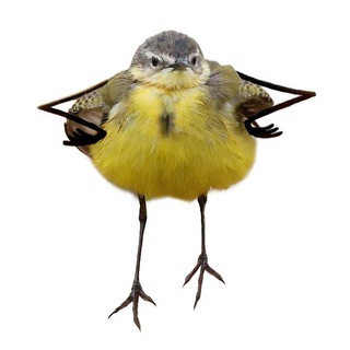 Telegram group profile photo for Птушкі з фотастужкі