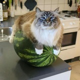 Telegram profile photo for откровения ады