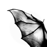 Telegram profile photo for batkissbrand feedback