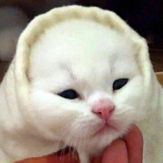 Telegram profile photo for пошуршим🇺🇦