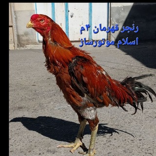 Telegram profile photo for جنگهای محافل ایران کانال لاری اسلامموتورساز