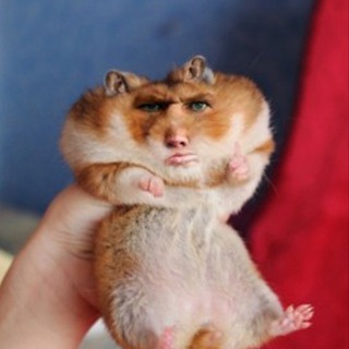 Telegram profile photo for HAMSTER COMBO CARD