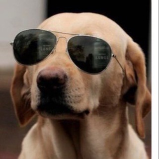 Telegram profile photo for CRYPTO $DOG PORTAL